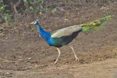 Indian Peacock 