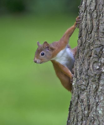 Red Squirrel 