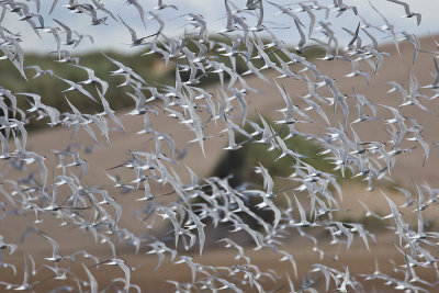 Tern colony (Arctic and Common)