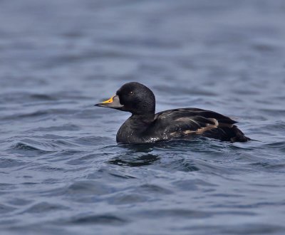 Common Scoter 