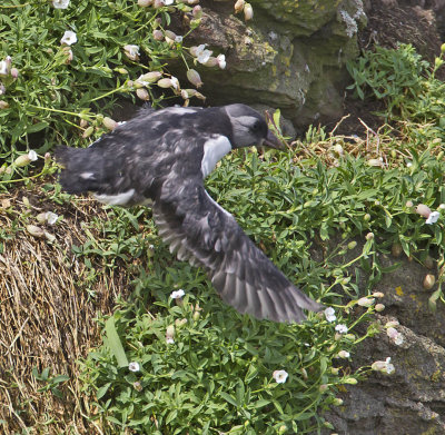 Puffin (Puffling or juvenile)