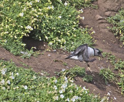 Puffin (Puffling or juvenile)