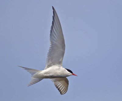 Arctic Tern 