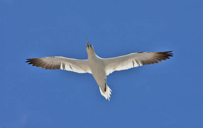 Gannet 