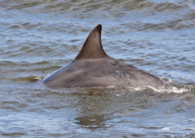 Bottle-nosed Dolphin 