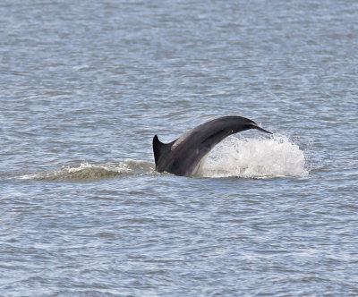 Bottle-nosed Dolphin