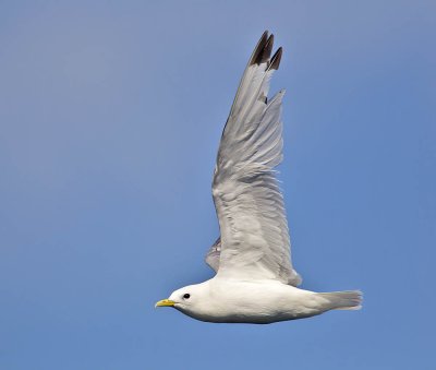 Kittiwake 