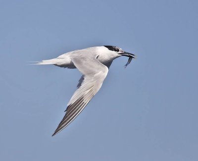 Sandwich Tern 