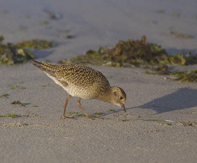 Golden Plover 