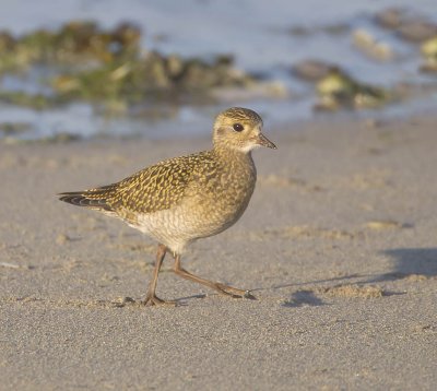 Golden Plover 
