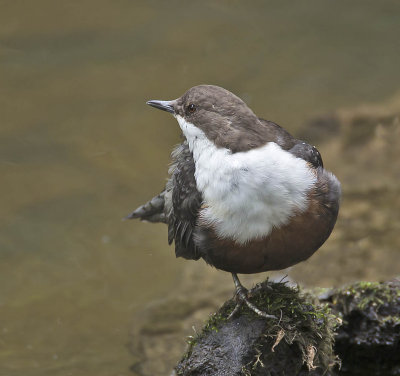 Dipper 