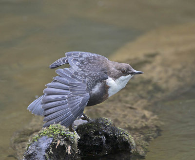 Dipper 