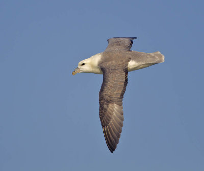 Fulmar 