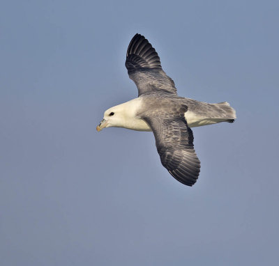 Fulmar 