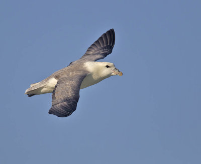 Fulmar 