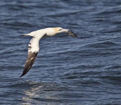 Gannet 