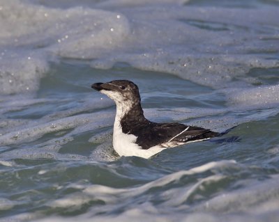Razorbill (juvenile)