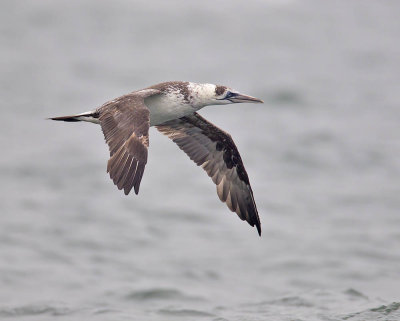 Gannet (2nd w)