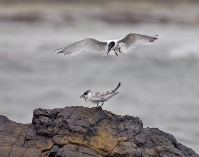 Sandwich Tern 