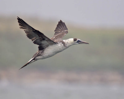 Gannet (2nd w)