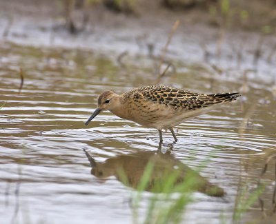 Ruff female or Reeve 