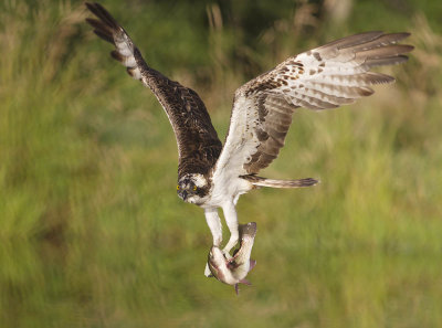 Osprey 