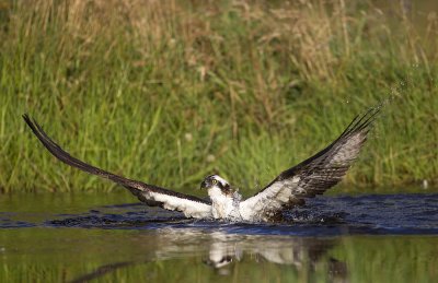 Osprey 