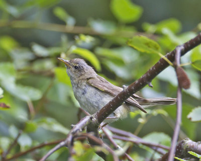 Chiffchaff/poss Melodious Warbler
