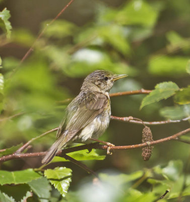 Chiffchafff/poss Melodious Warbler