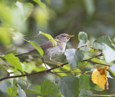 Chiffchaff/poss Melodious Warbler