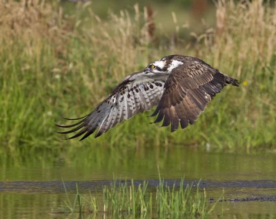 Osprey 