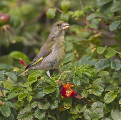 Greenfinch 