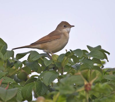 Whitethroat 