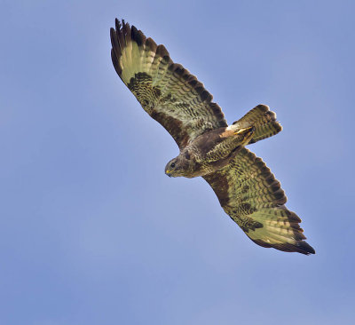 Buzzard 