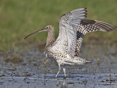 Curlew 