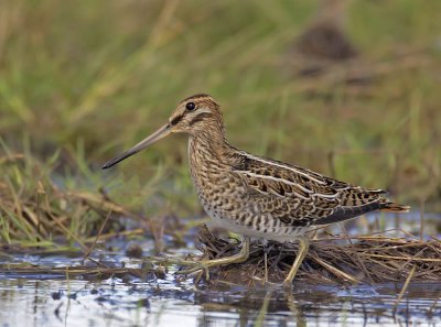 Snipe 
