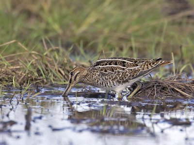 Snipe 
