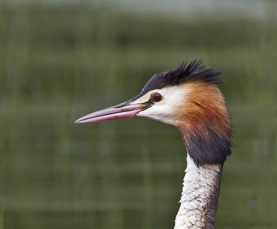 Great Crested Grebe