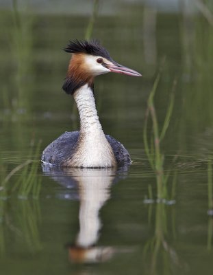 Great Crested Grebe