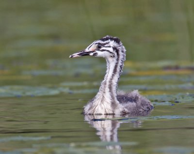 Great Crested Grebe juvenile