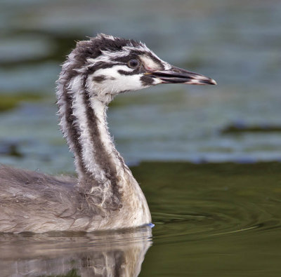 Great Crested Grebe juvenile