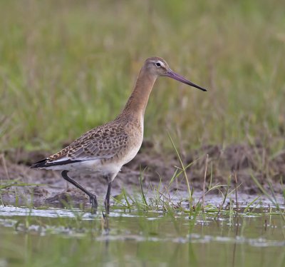 Black-tailed Godwit 