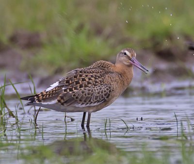 Black-tailed Godwit 