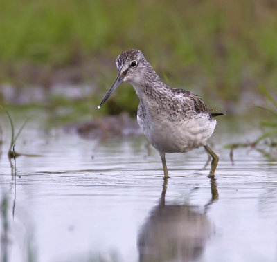 Greenshank 