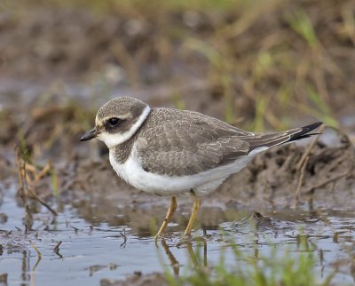 Ringed Plover (juvenile)