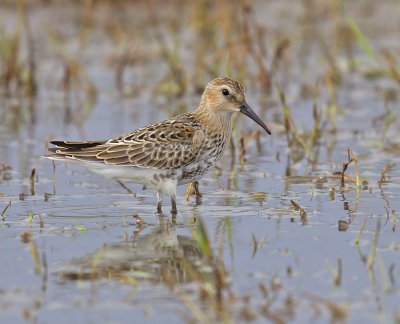 Dunlin 
