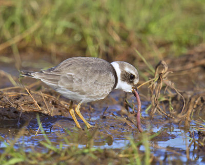 Ringed Plover (juvenile)