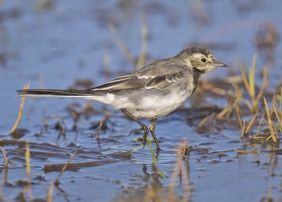 Pied Wagtail 