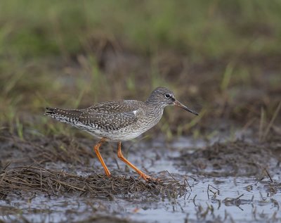 Redshank 