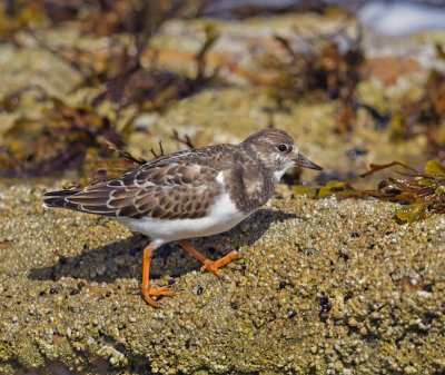 Turnstone 